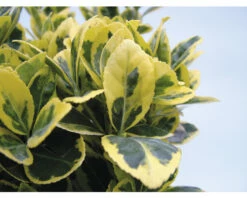 Japanischer Spindelstrauch FloraSelf Euonymus Japonicus 'Marieke' H 30-40 Cm Co 5 L Buschig