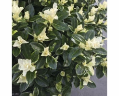 Japanischer Spindelstrauch FloraSelf Euonymus Japonicus 'Mikajo'® H 25-30 Cm Co 5 L Buschig -FloraSelf Geschäft DV 8 10507751 02 4c DE 20220221112233