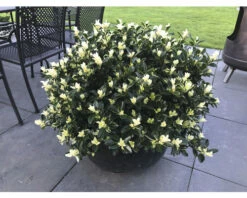 Japanischer Spindelstrauch FloraSelf Euonymus Japonicus 'Mikajo'® H 25-30 Cm Co 5 L Buschig -FloraSelf Geschäft DV 8 10507751 03 4c DE 20220221112201