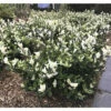 Japanischer Spindelstrauch FloraSelf Euonymus Japonicus 'Mikajo'® H 25-30 Cm Co 5 L Buschig -FloraSelf Geschäft DV 8 10507751 04 4c DE 20220221112345