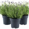 Lavendel FloraSelf Lavandula Angustifolia 'Felice' H 20-25 Cm Co 1,5 L -FloraSelf Geschäft DV 8 10508274 01 4c DE 20220224174800