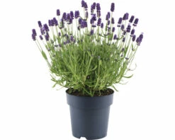 Lavendel FloraSelf Lavandula Angustifolia 'Felice' H 20-25 Cm Co 1,5 L -FloraSelf Geschäft DV 8 10508274 02 4c DE 20220224184759