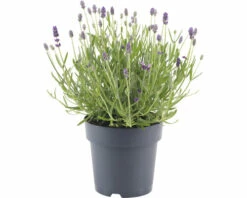 Lavendel FloraSelf Lavandula Angustifolia 'Felice' H 20-25 Cm Co 1,5 L -FloraSelf Geschäft DV 8 10508274 03 4c DE 20220224174700