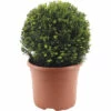 Eibe Kugel FloraSelf Taxus Baccata Ø Ca. 32 Cm Co 7,5 L -FloraSelf Geschäft DV 8 10508278 02 4c DE 20220312221652