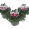 Heidenelke ROCKCollection FloraSelf Dianthus Deltoides H 5-20 Cm T 13 Cm -FloraSelf Geschäft DV 8 10508286 01 4c DE 20220701131757