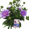 Kornblumen-Aster FloraSelf Stokesia Laevis 'Mega Mels'® H 10-70 Cm Co 9 L -FloraSelf Geschäft DV 8 10510499 01 4c DE 20211203104700