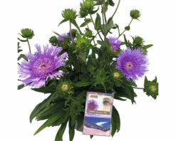Kornblumen-Aster FloraSelf Stokesia Laevis 'Mega Mels'® H 10-70 Cm Co 9 L