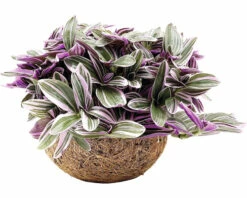 FloraSelf Kokodama Kleine Dreimasterblume Höhe Inkl. Topf Ca. 20 Cm Ø 15 Cm Topf