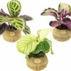 FloraSelf Kokodama Korbmarante MIX Höhe Inkl. Topf Ca. 25-30 Cm Ø 17 Cm Topf -FloraSelf Geschäft DV 8 10513353 01 4c DE 20220107051652