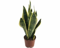 Bogenhanf FloraSelf Sansevieria Trifasciata 'Superba' H 35-45 Cm Ø 14 Cm Topf