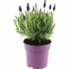 Schopflavendel FloraSelf Lavandula Stoechas 'Anouk' H 20-25 Cm Ø 15 Cm Topf Lila -FloraSelf Geschäft DV 8 10520190 03 4c DE 20220407141800