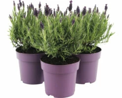 Schopflavendel FloraSelf Lavandula Stoechas 'Anouk' H 20-25 Cm Ø 15 Cm Topf Lila -FloraSelf Geschäft DV 8 10520190 04 4c DE 20220407134757