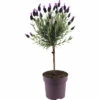 Schopflavendel-Stämmchen FloraSelf Lavandula Stoechas 'Anouk' H 40-50 Cm Ø 15 Cm Topf 1 Schopflavendel-Stämmchen FloraSelf Lavandula Stoechas 'Anouk' H 40-50 Cm Ø 15 Cm Topf -FloraSelf Geschäft DV 8 10520191 02 4c DE 20220407134757