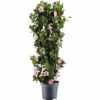 Dipladenie, Trichterblüte Säule FloraSelf Dipladenia Mandevilla Hybride Gesamthöhe Ca. 100 Cm Ø 21 Cm Topf Rosa -FloraSelf Geschäft DV 8 10520195 01 4c DE 20220401104700