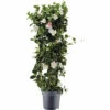 Dipladenie, Trichterblüte Säule FloraSelf Dipladenia Mandevilla Hybride Gesamthöhe Ca. 100 Cm Ø 21 Cm Topf Weiß -FloraSelf Geschäft DV 8 10520196 01 4c DE 20220401111651