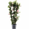 Dipladenie, Trichterblüte Spalier FloraSelf Dipladenia Mandevilla Hybride Gesamthöhe Ca. 100 Cm Ø 21 Cm Topf Rosa -FloraSelf Geschäft DV 8 10520197 01 4c DE 20220401101651