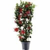 Dipladenie, Trichterblüte Spalier FloraSelf Dipladenia Mandevilla Hybride Gesamthöhe Ca. 100 Cm Ø 21 Cm Topf Rot -FloraSelf Geschäft DV 8 10520198 01 4c DE 20220401111651