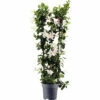 Dipladenie, Trichterblüte Spalier FloraSelf Dipladenia Mandevilla Hybride Gesamthöhe Ca. 100 Cm Ø 21 Cm Topf Weiß 1 Dipladenie, Trichterblüte Spalier FloraSelf Dipladenia Mandevilla Hybride Gesamthöhe Ca. 100 Cm Ø 21 Cm Topf Weiß -FloraSelf Geschäft DV 8 10520199 01 4c DE 20220401124750