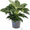 Philodendron Baumfreund FloraSelf Philodendron 'White Wave' H 50-60 Cm Ø 17 Cm Topf
