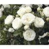 Nostalgie®-Strauchrose 'Artemis' FloraSelf H 30-40 Cm Co 5 L -FloraSelf Geschäft DV 8 10529205 01 4c DE 20230301141654