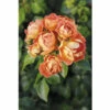 Zwergstrauchrose 'Bienenweide® Mango‘ FloraSelf H 30-40 Cm Co 5 L -FloraSelf Geschäft DV 8 10529207 01 4c DE 20230301141654
