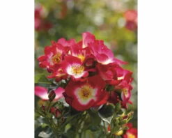 Beetrose ‚Loki®‘ FloraSelf H 30-40 Cm Co 5 L