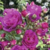 Kletterrose FloraSelf Rosa Purple Siluetta® H 60-80 Cm Co 5 L -FloraSelf Geschäft DV 8 10529216 01 4c DE 20230301134752