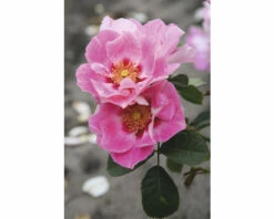 Beetrose FloraSelf Rosa See You® H 30-40 Cm Co 5 L