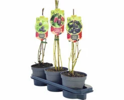 Trio-Brombeer-Kinder-Set FloraSelf H 40-60 Cm Co 2,5 L -FloraSelf Geschäft DV 8 10529686 03 4c DE 20220316081753