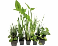 Teichpflanzen Set 4 Jahreszeiten FloraSelf Für 500 L Teich