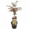 FloraSelf Dunkelroter Schlitzahorn Acer Palmatum 'Garnet' H 50-60 Cm Co 3 L -FloraSelf Geschäft DV 8 10534591 01 4c RO 20220328144654
