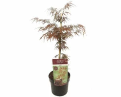 FloraSelf Dunkelroter Schlitzahorn Acer Palmatum 'Garnet' H 50-60 Cm Co 3 L