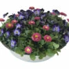 Hornveilchen Und Gänseblümchen FloraSelf Mix In Zinkschale Ø 29 Cm -FloraSelf Geschäft DV 8 10537136 01 4c DE 20220214111651