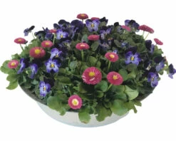Hornveilchen Und Gänseblümchen FloraSelf Mix In Zinkschale Ø 29 Cm