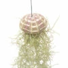 Tillandsie, Louisianamoos Ampel FloraSelf Tillandsia Usneoides H Ca. 50 Cm -FloraSelf Geschäft DV 8 10567005 02 4c NL 20220511171800