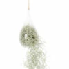 Tillandsie, Louisianamoos Ampel Im Glass Birnenförmig FloraSelf Tillandsia Usneoides H Ca. 50 Cm 2 Tillandsie, Louisianamoos Ampel Im Glass Birnenförmig FloraSelf Tillandsia Usneoides H Ca. 50 Cm -FloraSelf Geschäft DV 8 10567006 02 4c NL 20220511171800