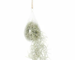 Tillandsie, Louisianamoos Ampel Im Glass Birnenförmig FloraSelf Tillandsia Usneoides H Ca. 50 Cm