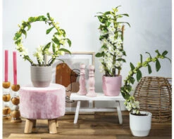 Dendrobie FloraSelf Dendrobium Nobile 'Boomerang' H 50-60 Cm Ø 11 Cm Topf -FloraSelf Geschäft DV 8 10567009 03 4c NL 20220510104758