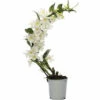 Dendrobie FloraSelf Dendrobium Nobile 'Boomerang' H 50-60 Cm Ø 11 Cm Topf -FloraSelf Geschäft DV 8 10567009 04 4c NL 20220511111658