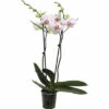 Schmetterlingsorchidee FloraSelf Phalaenopsis 'Goya' H 50-60 Cm Ø 12 Cm Topf 2 Rispen -FloraSelf Geschäft DV 8 10567015 03 4c NL 20220511111658