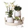 Geschenk-Set Bohemian White FloraSelf Mit Orchidee, Sukkulenten Und Dekoration -FloraSelf Geschäft DV 8 10573164 01 4c NL 20220624051651