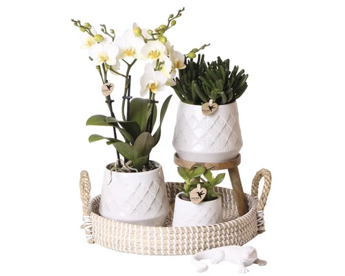 Geschenk-Set Bohemian White FloraSelf Mit Orchidee, Sukkulenten Und Dekoration 3 Geschenk-Set Bohemian White FloraSelf Mit Orchidee, Sukkulenten Und Dekoration