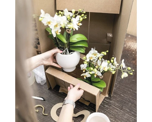 Geschenk-Set Bohemian White FloraSelf Mit Orchidee, Sukkulenten Und Dekoration 4 Geschenk-Set Bohemian White FloraSelf Mit Orchidee, Sukkulenten Und Dekoration – Bild 2