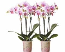 Schmetterlingsorchidee 2er-Pack FloraSelf Phalaenopsis 'Rotterdam' H 35-40 Cm Ø 9 Cm Topf Rosa