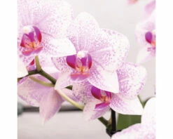 Schmetterlingsorchidee 2er-Pack FloraSelf Phalaenopsis 'Rotterdam' H 35-40 Cm Ø 9 Cm Topf Rosa -FloraSelf Geschäft DV 8 10573171 02 4c NL 20220704121756