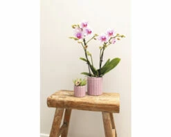 Schmetterlingsorchidee 2er-Pack FloraSelf Phalaenopsis 'Rotterdam' H 35-40 Cm Ø 9 Cm Topf Rosa -FloraSelf Geschäft DV 8 10573171 04 4c NL 20220704121756