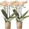 Schmetterlingsorchidee 2er-Pack FloraSelf Phalaenopsis 'Trento' H 35-40 Cm Ø 9 Cm Topf Creme