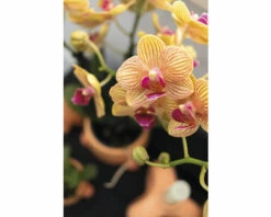 Schmetterlingsorchidee 2er-Pack FloraSelf Phalaenopsis 'Trento' H 35-40 Cm Ø 9 Cm Topf Creme -FloraSelf Geschäft DV 8 10573172 02 4c NL 20220704121756
