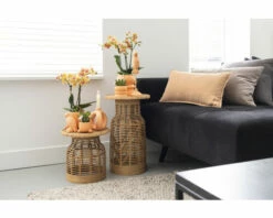 Schmetterlingsorchidee 2er-Pack FloraSelf Phalaenopsis 'Trento' H 35-40 Cm Ø 9 Cm Topf Creme -FloraSelf Geschäft DV 8 10573172 04 4c NL 20220704121756