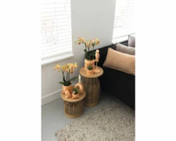 Schmetterlingsorchidee 2er-Pack FloraSelf Phalaenopsis 'Trento' H 35-40 Cm Ø 9 Cm Topf Creme -FloraSelf Geschäft DV 8 10573172 05 4c NL 20220704121756
